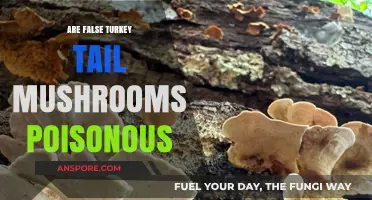 Are False Turkey Tail Mushrooms Poisonous? Unveiling the Truth