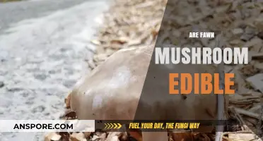 Are Fawn Mushrooms Edible? A Guide to Safe Foraging