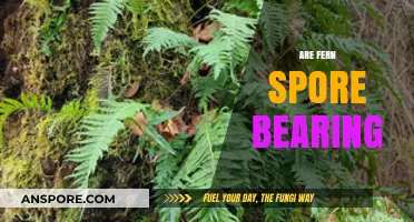 Exploring Fern Reproduction: Do Ferns Bear Spores for Growth?