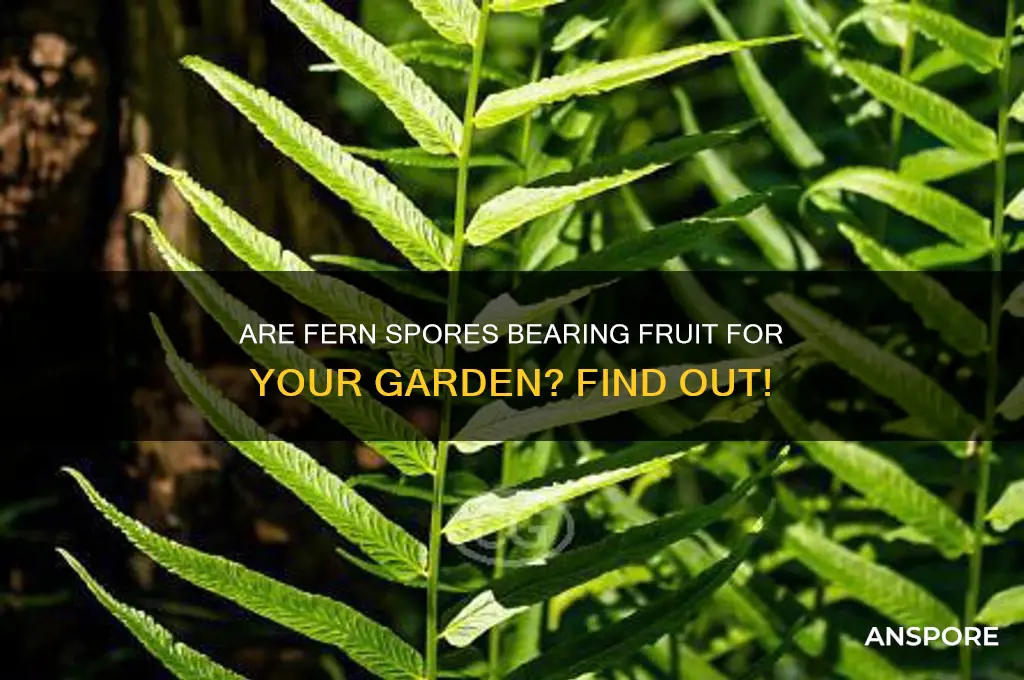 are fern spore beqring