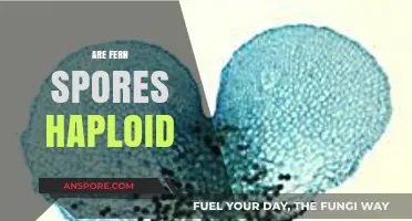 Are Fern Spores Haploid? Unraveling the Mystery of Fern Reproduction