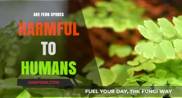 Are Fern Spores Harmful to Humans? Uncovering the Truth