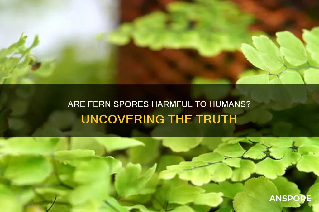 are fern spores harmful to humans