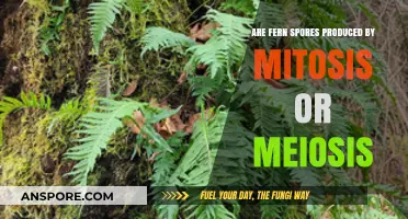 Fern Spores: Mitosis or Meiosis? Unraveling the Reproduction Mystery