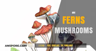 Ferns and Mushrooms: What's the Difference?