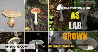 Field vs. Lab-Grown Mushrooms: Which Offers Superior Quality and Taste?
