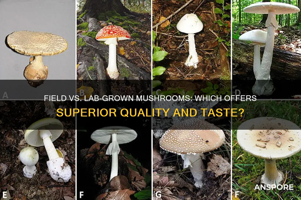 are field mushrooms as good as lab grown