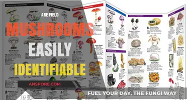 How to Identify Field Mushrooms Safely
