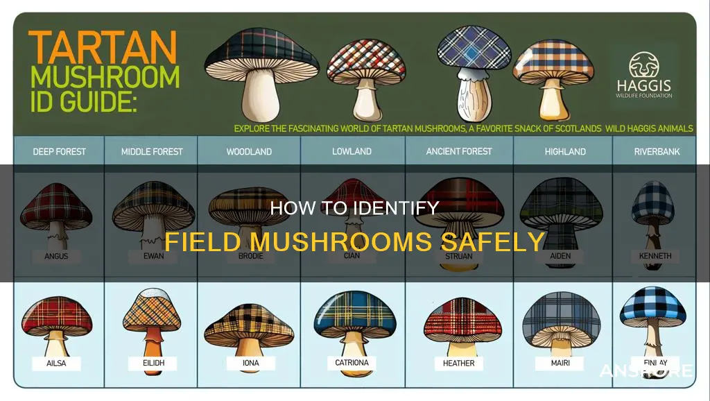 are field mushrooms easily identifiable