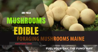 Are Field Mushrooms Edible? A Guide to Safe Foraging