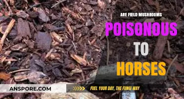 Are Field Mushrooms Poisonous to Horses? Essential Safety Tips