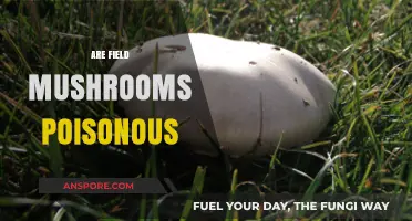 Are Field Mushrooms Poisonous? A Guide to Safe Foraging