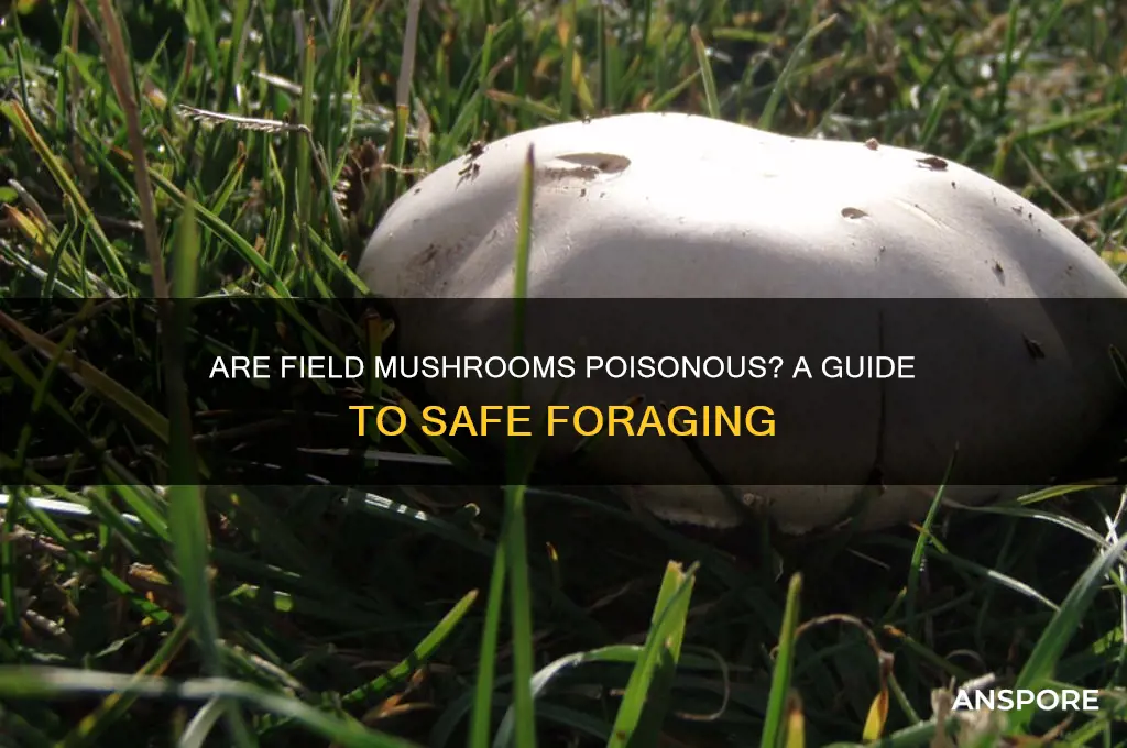 are field mushrooms poisonous
