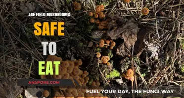 Are Field Mushrooms Safe to Eat? A Forager's Guide to Identification and Risks