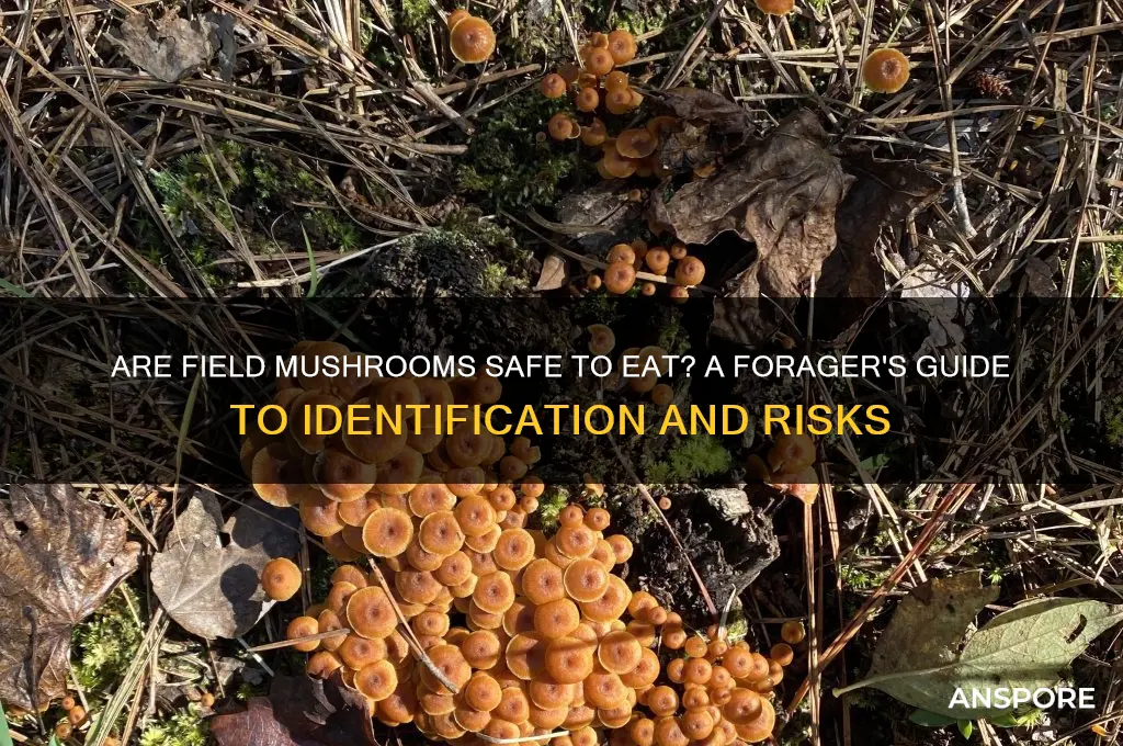 are field mushrooms safe to eat