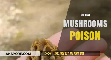 Are Flat Mushrooms Poisonous? Identifying Safe vs. Toxic Varieties
