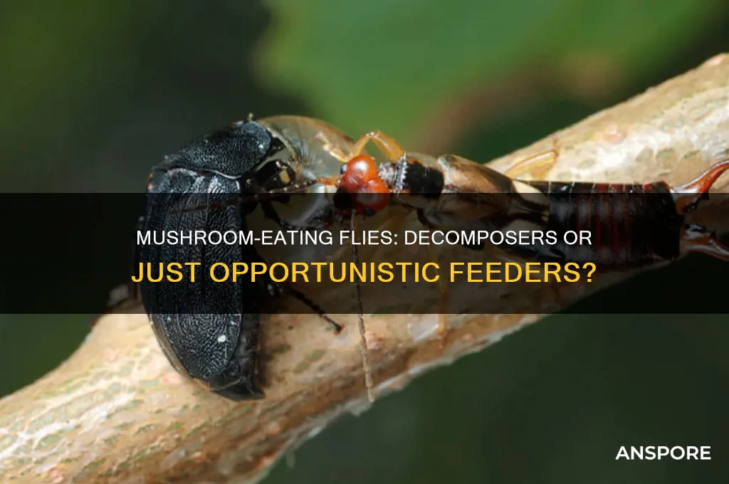 are flies that eat mushrooms decomposers