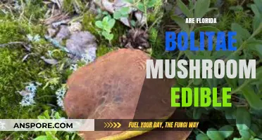 Are Florida Bolete Mushrooms Edible? A Comprehensive Guide