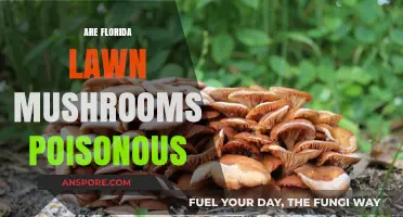 Are Florida Lawn Mushrooms Poisonous? A Guide to Identifying Risks