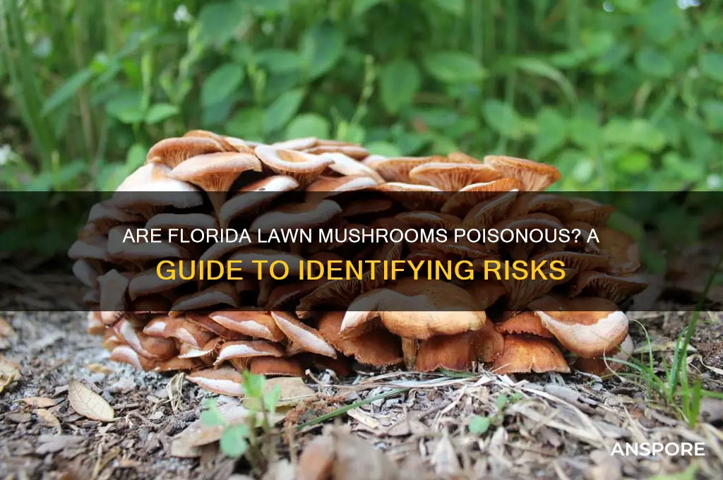 are florida lawn mushrooms poisonous