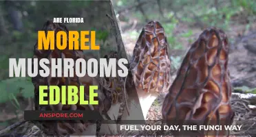 Are Florida Morel Mushrooms Edible? A Forager's Guide to Safety