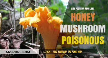 Are Florida Ringless Honey Mushrooms Poisonous? A Safety Guide