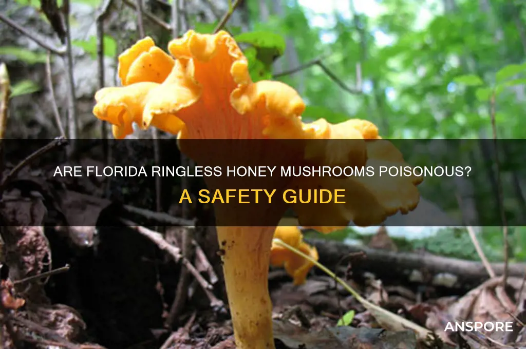 are florida ringless honey mushrooms poisonous