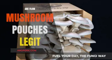 Mushroom Grow Pouches: Legit or Scam?