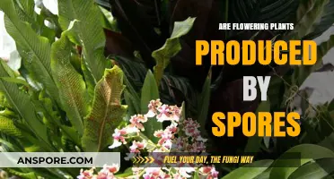 Flowering Plants and Spores: Unraveling the Myth of Their Reproduction