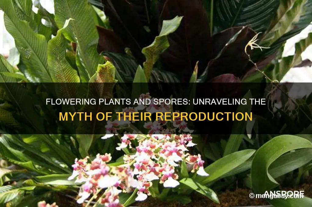 are flowering plants produced by spores