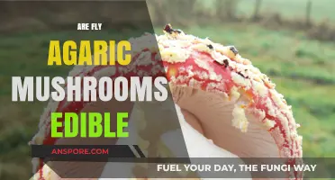 Are Fly Agaric Mushrooms Edible? Exploring Safety and Risks
