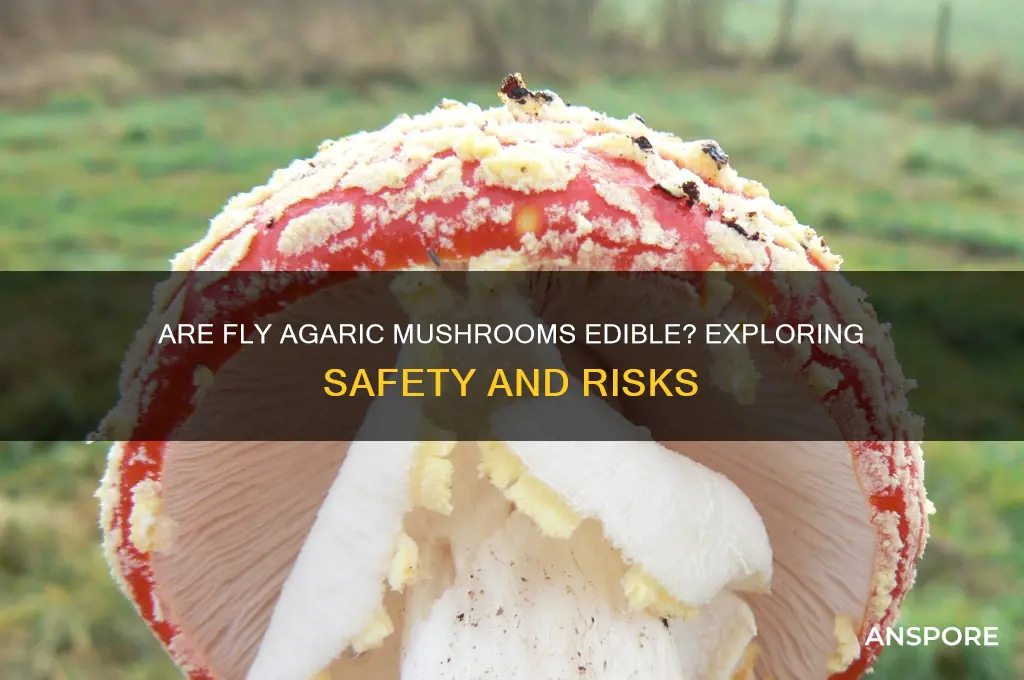 are fly agaric mushrooms edible