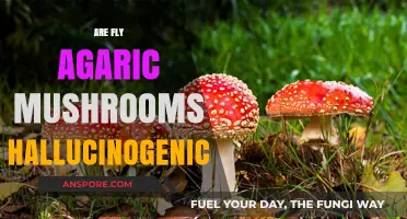 Fly Agaric Mushrooms: Hallucinogenic or Not?