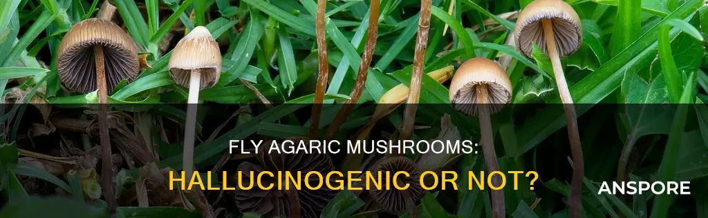 are fly agaric mushrooms hallucinogenic