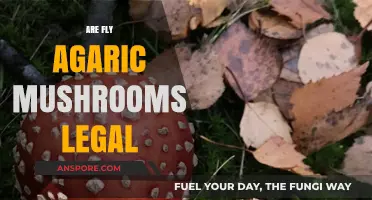 Are Fly Agaric Mushrooms Legal? Exploring Their Legal Status Worldwide