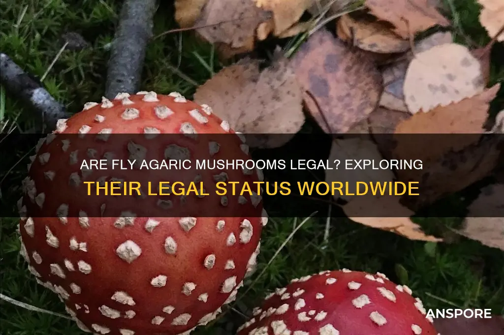 are fly agaric mushrooms legal