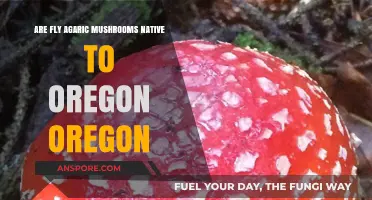 Are Fly Agaric Mushrooms Native to Oregon? Exploring Their Origins