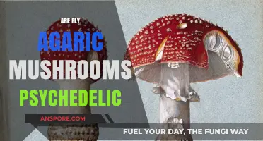 Fly Agaric Mushrooms: A Psychedelic Trip?