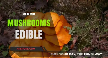 Are Foxfire Mushrooms Edible? Exploring Bioluminescent Fungi Safety