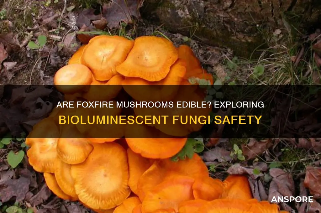 are foxfire mushrooms edible