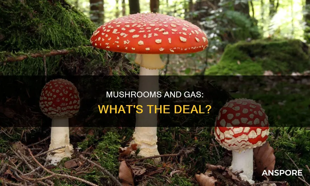 are fresh mushrooms gassy