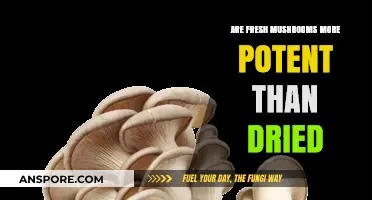 Fresh vs. Dried Mushrooms: Which Offers Stronger Potency and Flavor?