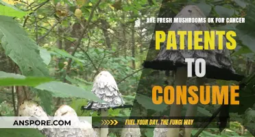 Fresh Mushrooms and Cancer: Safe Consumption Tips for Patients