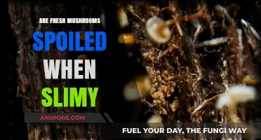 Are Slimy Fresh Mushrooms Spoiled? Understanding Mushroom Texture and Safety