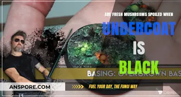 Black Undercoat on Fresh Mushrooms: Spoiled or Safe to Eat?