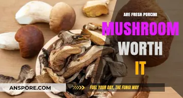 Are Fresh Porcini Mushrooms Worth the Hype and Price?