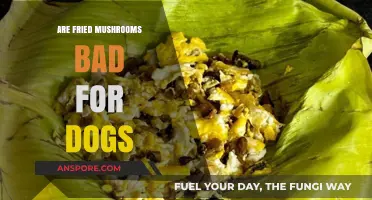 Can Dogs Eat Fried Mushrooms? Health Risks and Safe Alternatives