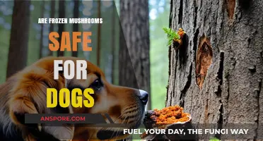 Frozen Mushrooms and Dogs: Are They a Safe Snack Option?