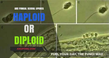 Fungal Sexual Spores: Haploid or Diploid? Unraveling the Mystery