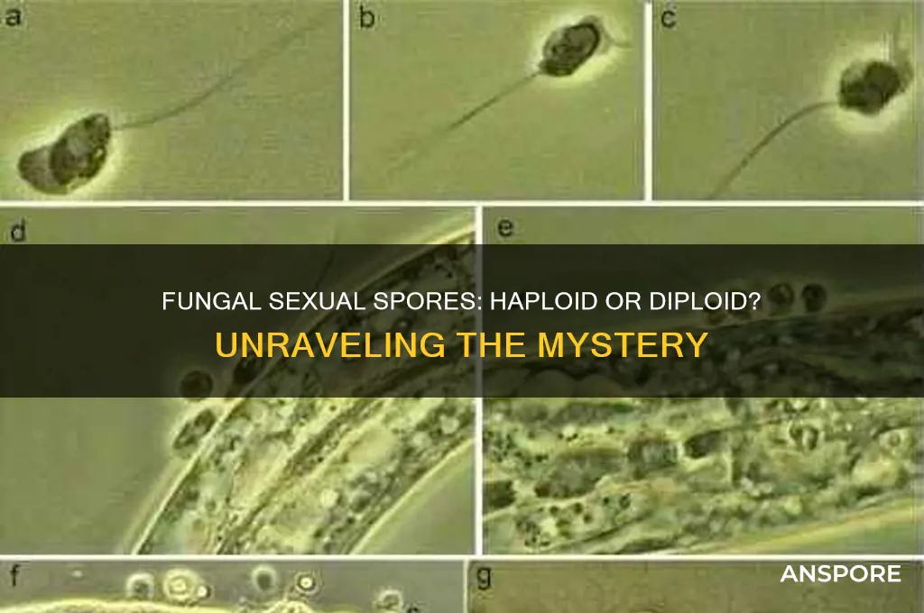 are fungal sexual spores haploid or diploid